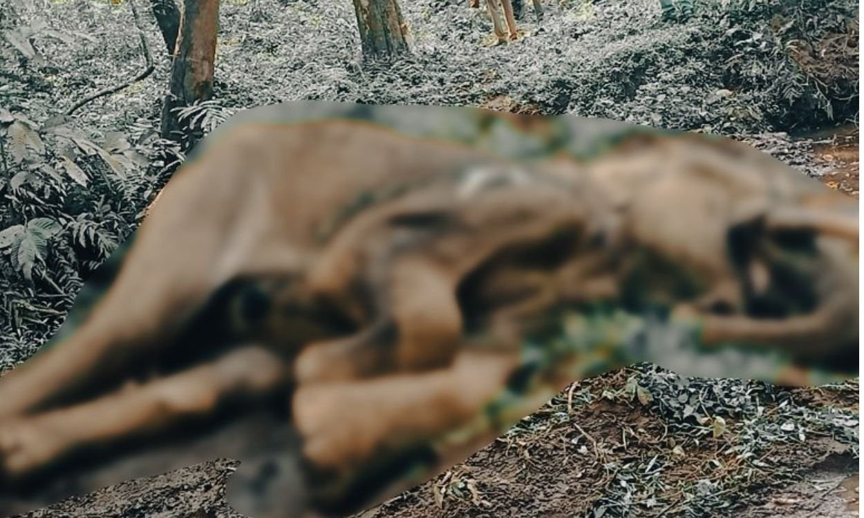 അട്ടപ്പാടി കീരിപ്പാറ വനമേഖലയിൽ പരിക്കേറ്റ നിലയിൽ കണ്ടെത്തിയ കാട്ടാന ചരിഞ്ഞു