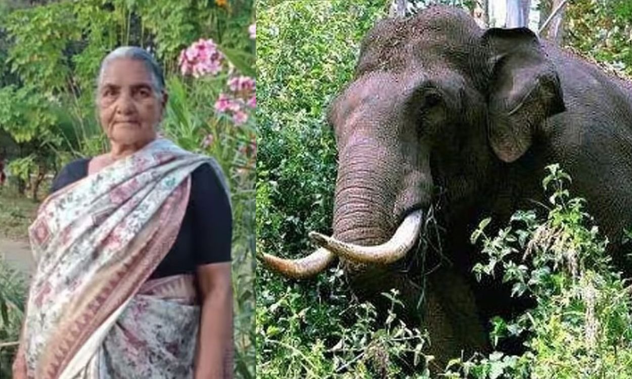 വീണ്ടും കാട്ടാന ആക്രമണം; 75 കാരി കൊല്ലപ്പെട്ടു