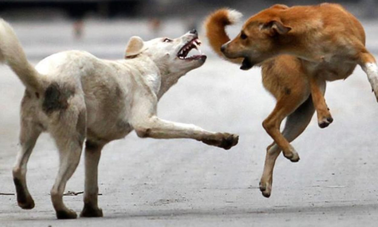 ആലപ്പുഴയിൽ കാന്‍സര്‍ രോഗിയെയടക്കം ആറ് പേരെ കടിച്ച നായയ്ക്ക് പേവിഷ ബാധ